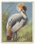 King crane.