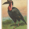 Horned Guinea raven.