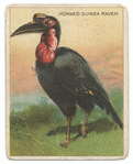 Horned Guinea raven.