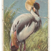 King crane.