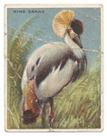 King crane.