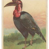 Horned Guinea raven.