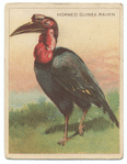 Horned Guinea raven.