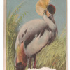 King crane.