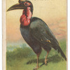 Horned Guinea raven.