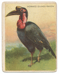 Horned Guinea raven.