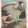 King vulture.