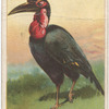 Horned Guinea raven.
