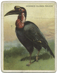 Horned Guinea raven.