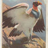 King vulture.