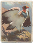 King vulture.