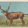 Kudu.