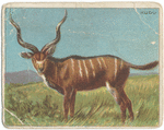 Kudu.