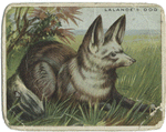 Lalande's dog.