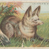 Lalande's dog.