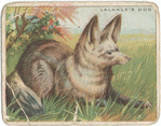Lalande's dog.