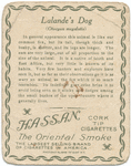 Lalande's dog.