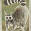 Ring-tailed lemur.