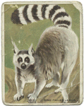 Ring-tailed lemur.