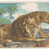 Lion and lioness.