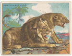 Lion and lioness.