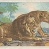 Lion and lioness.
