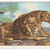 Lion and lioness.