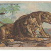 Lion and lioness.