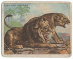 Lion and lioness.