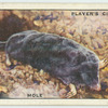 Mole.