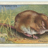 Common Shrew.