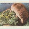 Pigmy, or Lesser, Shrew.