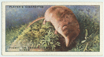 Pigmy, or Lesser, Shrew.