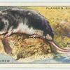 Water Shrew.