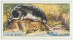 Water Shrew.