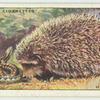 Hedgehog.