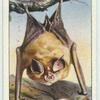 Lesser Horseshoe Bat.