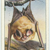 Lesser Horseshoe Bat.
