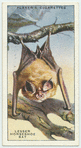 Lesser Horseshoe Bat.