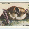 Natterer's Bat.