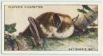 Natterer's Bat.
