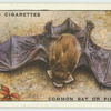 Common Bat or Pipistrelle.