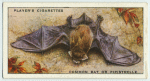 Common Bat or Pipistrelle.