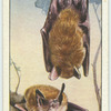Whiskered Bats.