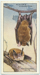 Whiskered Bats.