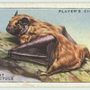 Great Bat or Noctule.