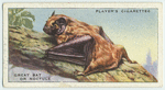 Great Bat or Noctule.