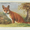 Fox.