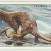 Otter.