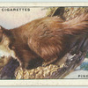 Pine Marten.